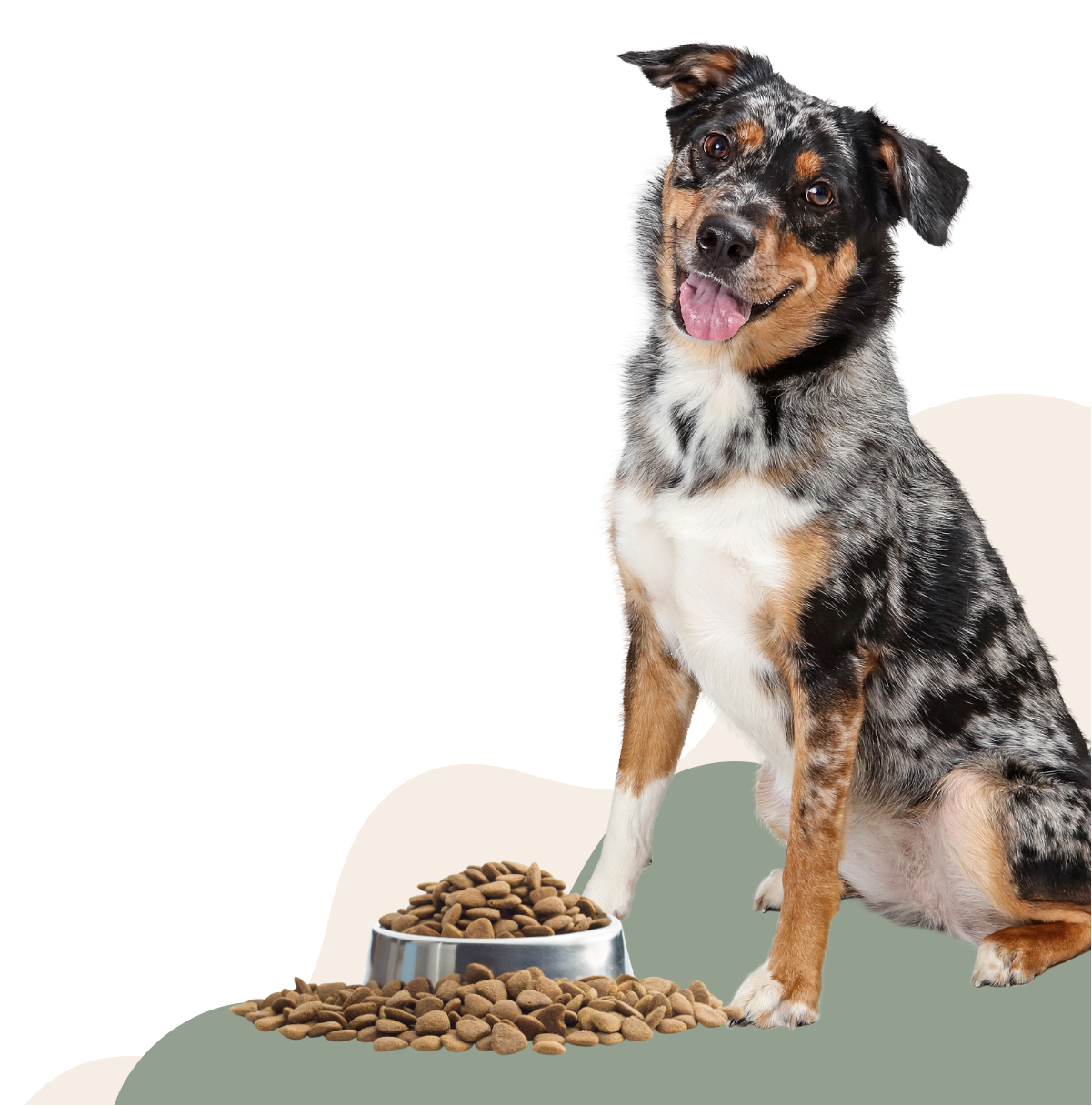 Dog Food & Treats